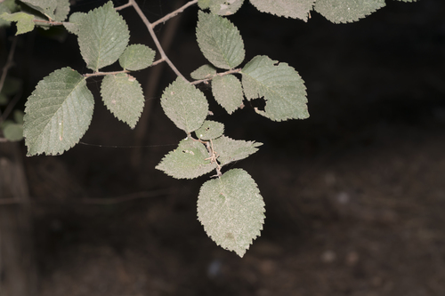 Field Elm reference