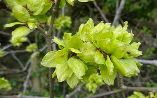 English Elm reference