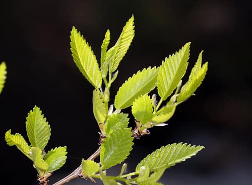 Siberian Elm reference