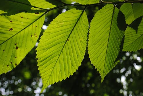 Slippery Elm reference