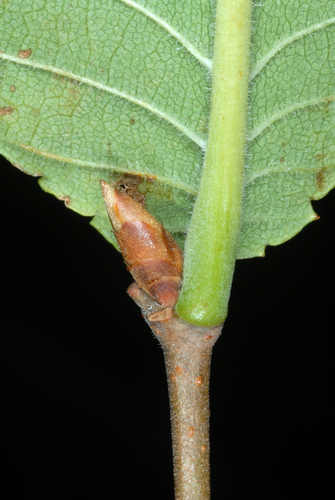 Rock Elm reference