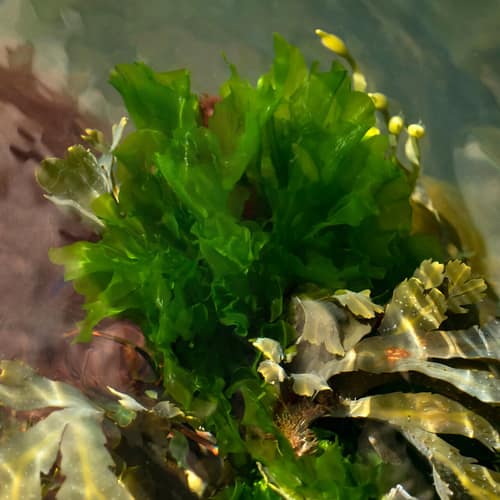 Sea Lettuce reference