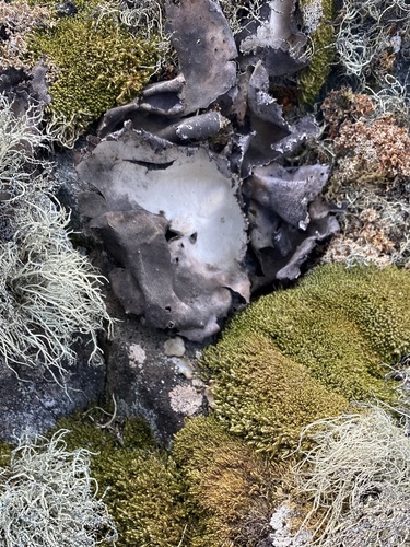 Antarctic Rock Tripe reference