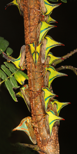 Thorn Bug reference