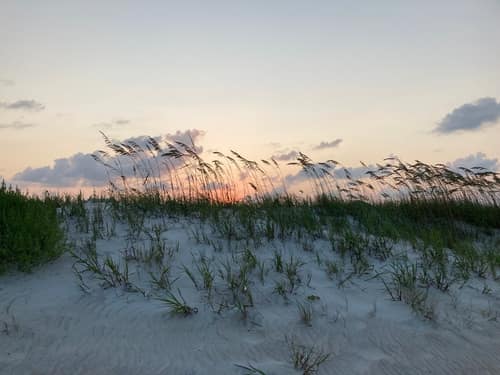 Sea Oats reference