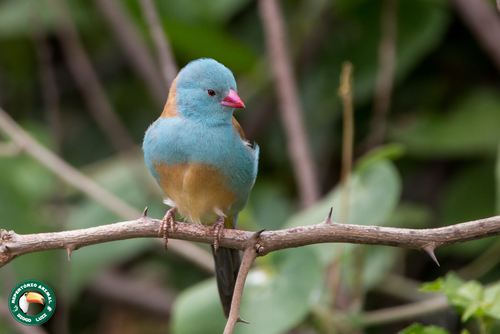 Blue-capped Cordonbleu reference