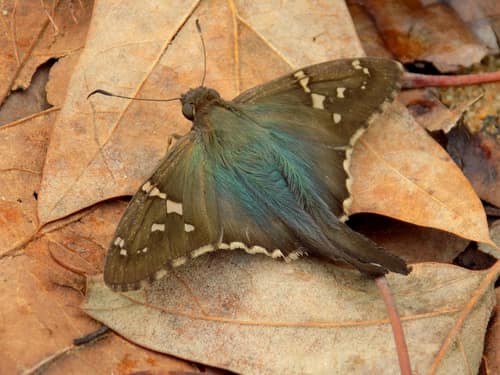 Long-tailed Skipper reference