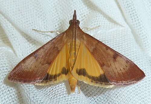 Kowhai Moth reference
