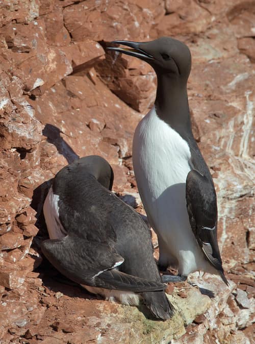 Common Murre reference