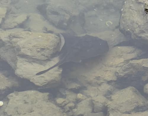 Round Stingray reference
