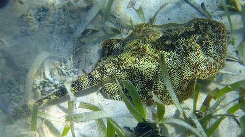 Yellow Stingray reference