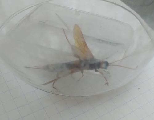 Giant Woodwasp reference