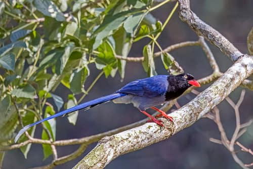 Taiwan Blue Magpie reference