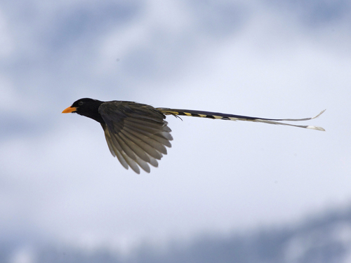 Yellow-billed Blue Magpie reference