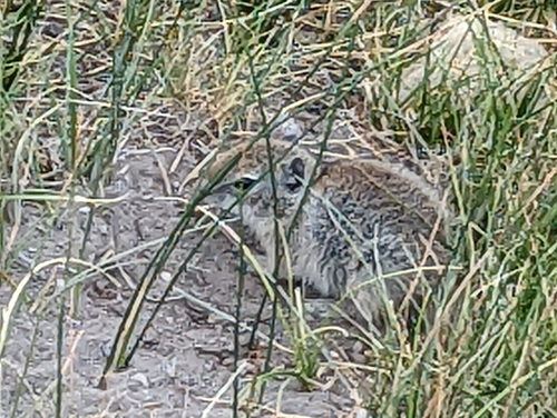 Belding's Ground Squirrel reference