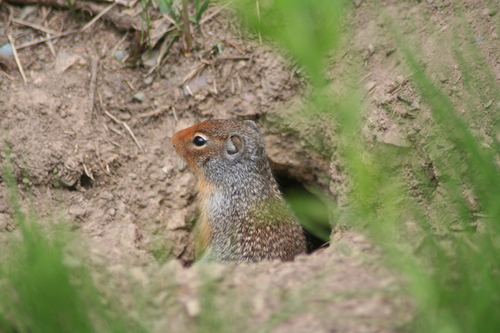 Columbian Ground Squirrel reference