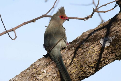 Red-faced Mousebird reference