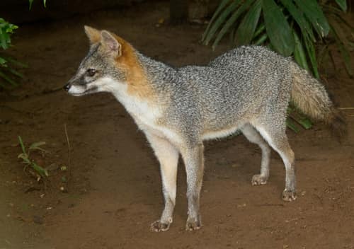 Gray Fox reference