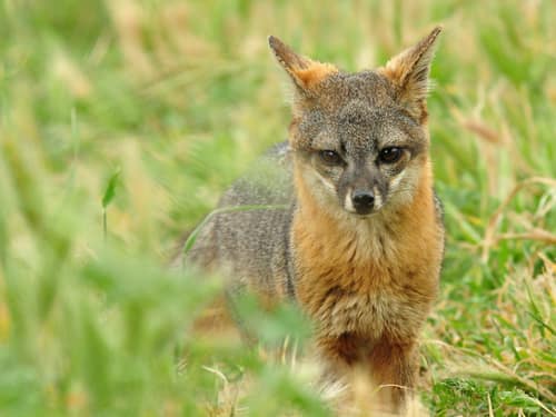 Island Fox reference