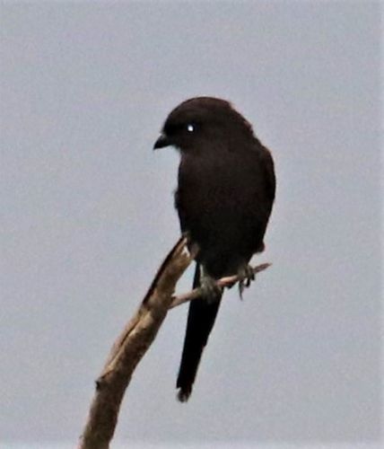 Magpie Shrike reference