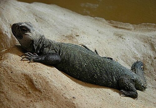 North African Spiny-tailed Lizard reference