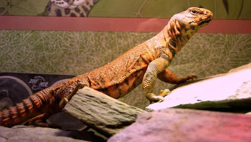 Saharan Spiny-tailed Lizard reference