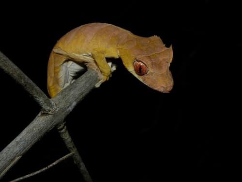Spearpoint Leaf-tailed Gecko reference