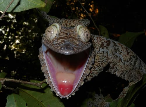 Common Flat-tail Gecko reference