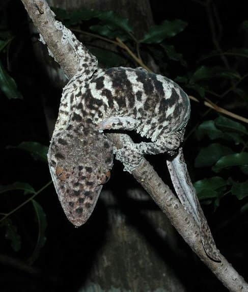 Henkel's Leaf-Tailed Gecko reference