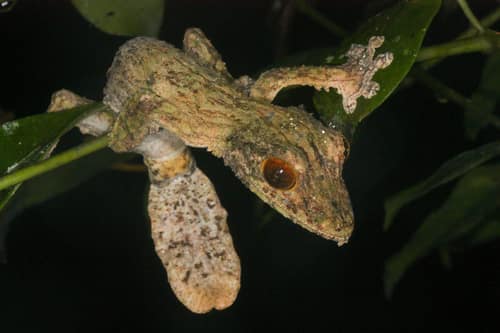 Mossy Leaf-tailed Gecko reference