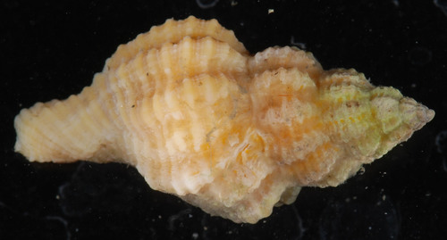 Atlantic Oyster Drill reference