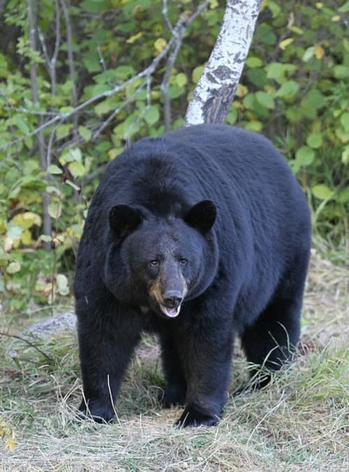American Black Bear reference