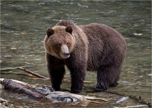 Grizzly Bear reference