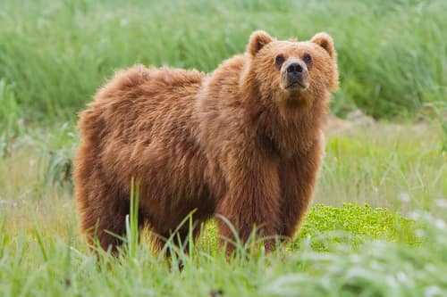Alaskan Brown Bear reference