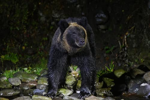 Grizzly Bear reference