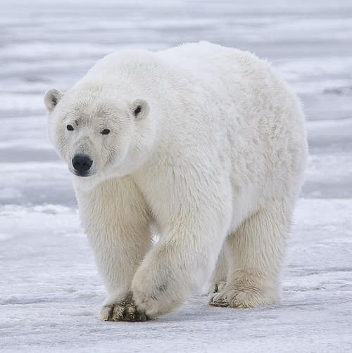Polar Bear reference