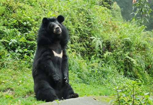 Himalayan Black Bear reference