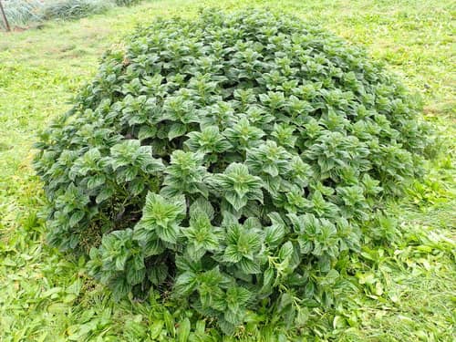 Stinging Nettle reference