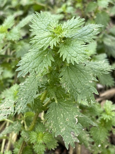 Small Nettle reference
