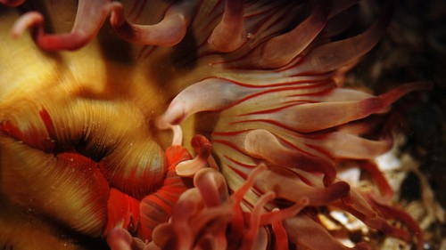 Mottled Anemone reference