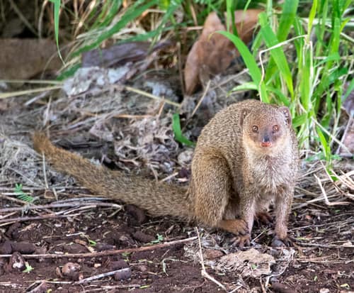 Small Indian Mongoose reference