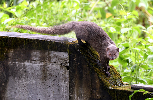 Indian Grey Mongoose reference