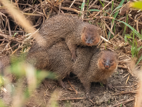 Javan Mongoose reference