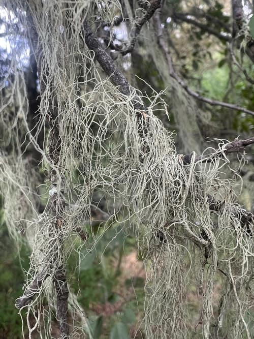 Beard Lichen reference