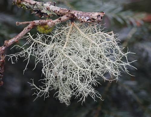 Fishbone Beard Lichen reference