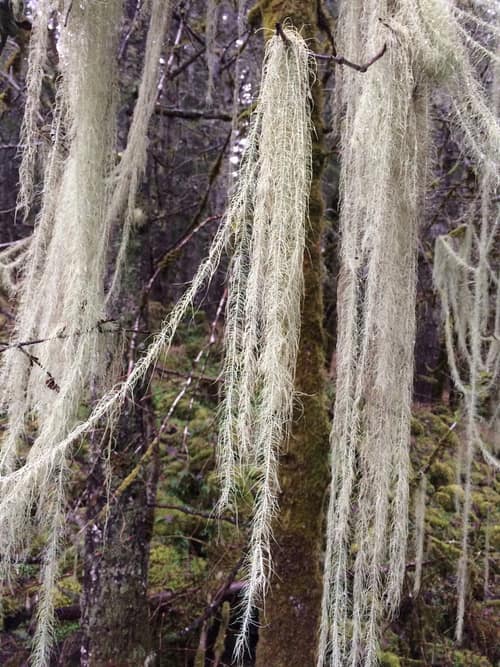 Methuselah's Beard Lichen reference