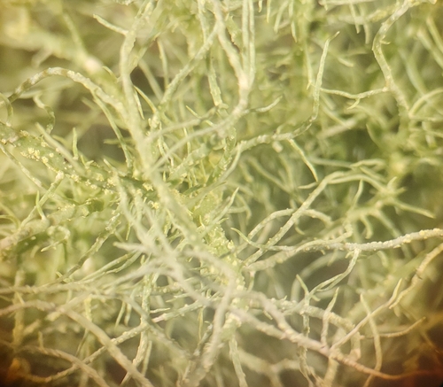 Boreal Beard Lichen reference