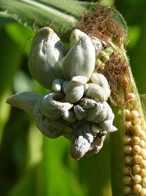 Corn Smut reference