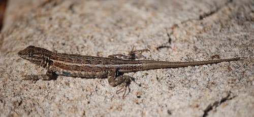 Side-blotched Lizard reference