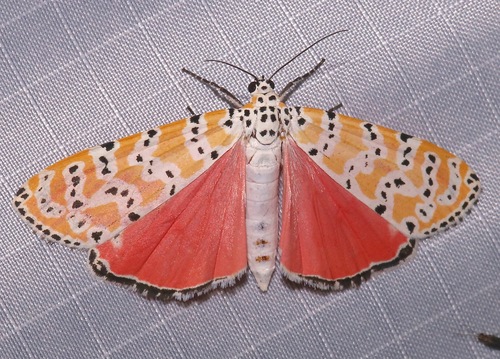 Bella Moth reference